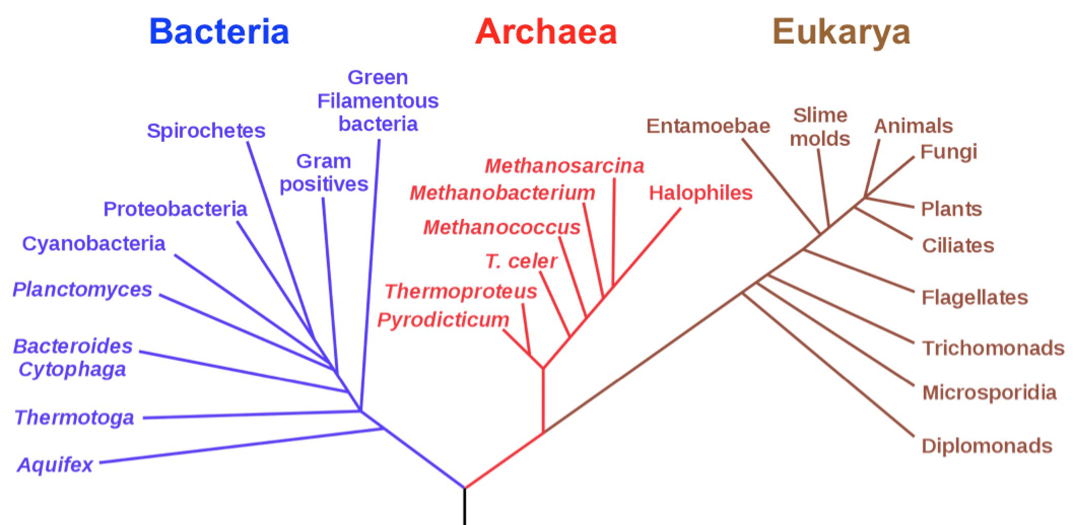 what does phylogenetic tree of evolutionary tree mean