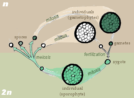 prokaryotes reproduce by means of ______