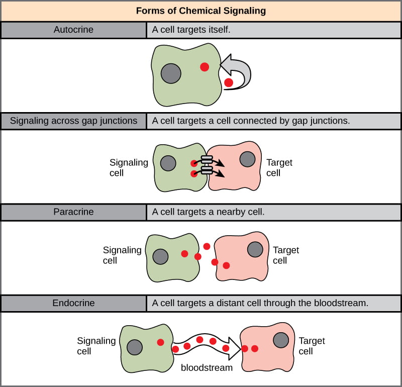 Intro to Chemical Signaling and Communication by Microbes | Organismal  Biology