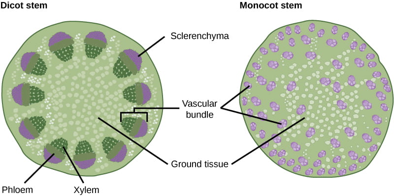 monocot root vascular bundle