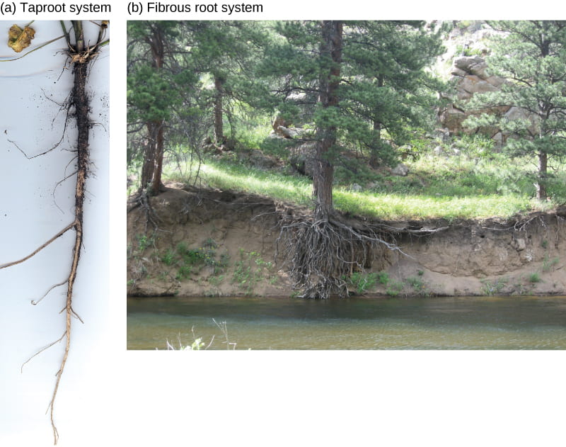 Examples of plant tap roots alone and along a weathered river bank
