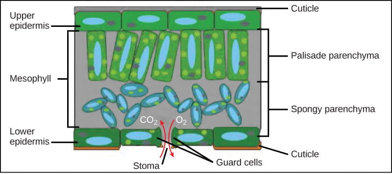 Plant Development I: Tissue differentiation and function | Organismal  Biology
