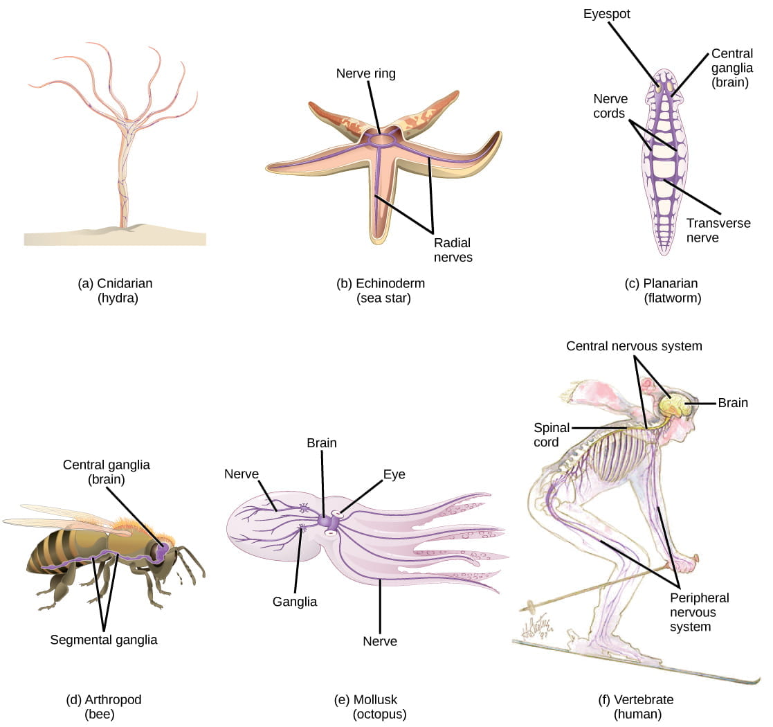Nervous Systems | Organismal Biology