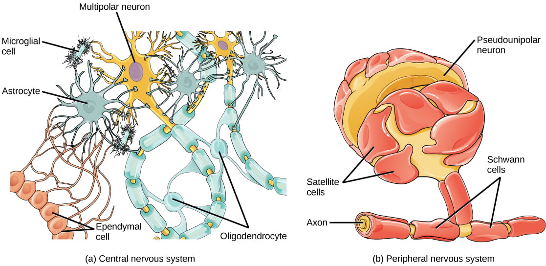 Neurons | Organismal Biology