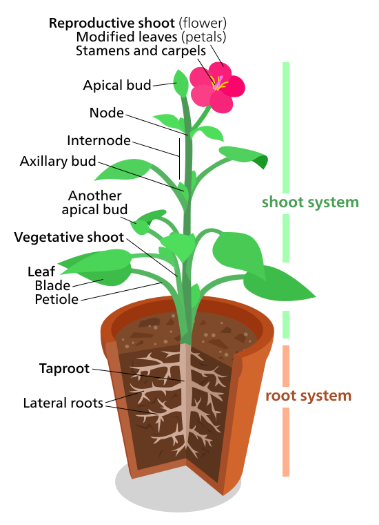 Plant parts diagram