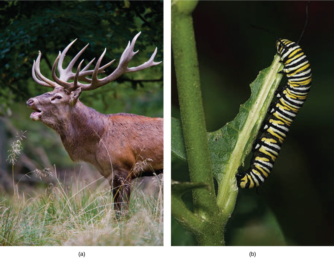 Nutrition: What Plants and Animals Need to Survive | Organismal Biology