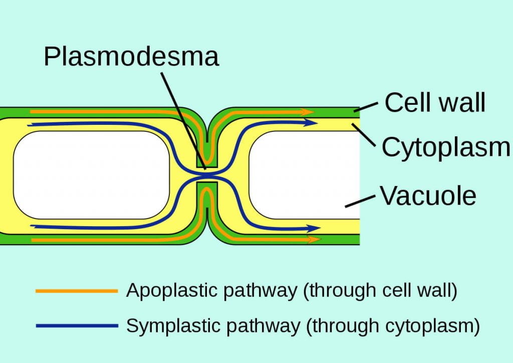 Apoplast and symplast pathways