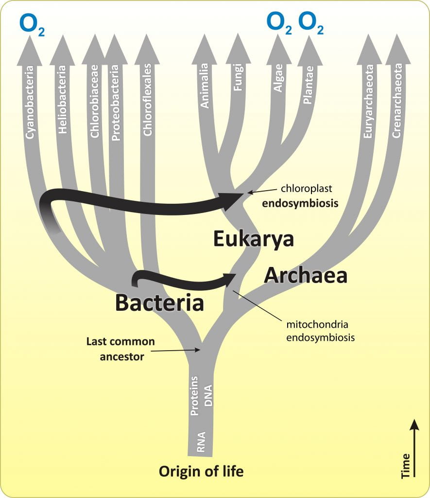 What is the strongest evidence for endosymbiotic origin of eukaryotic organelles?