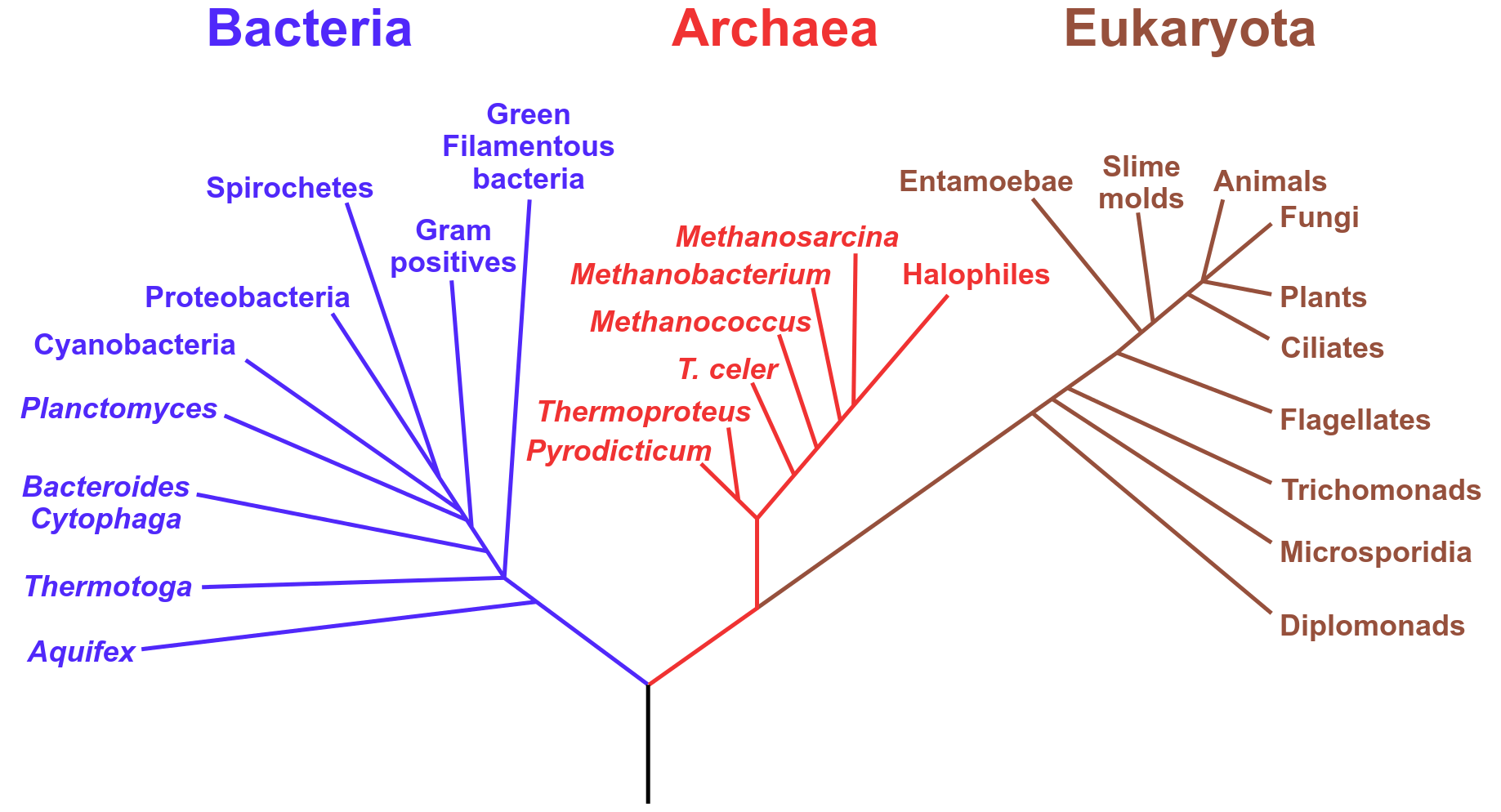 Prokaryotes: Bacteria & Archaea | Organismal Biology