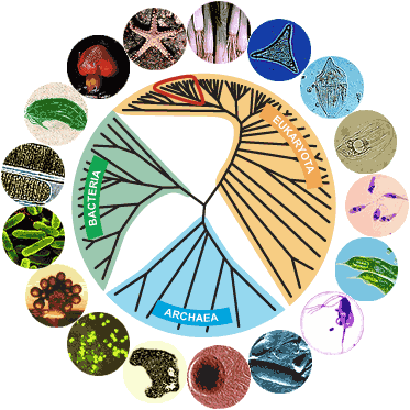 Prokaryotes: Bacteria & Archaea | Organismal Biology