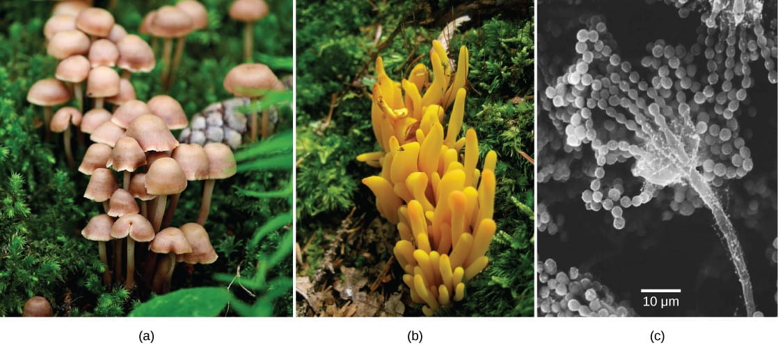 Fungi | Organismal Biology