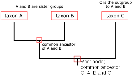 3 taxon tree