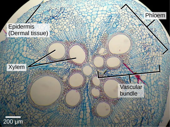 Light micrograph of squash cross section