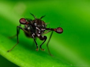 A stalk-eyed fly on a leaf