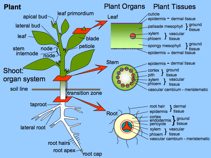 Breakout of a plant, it's organs, and tissues