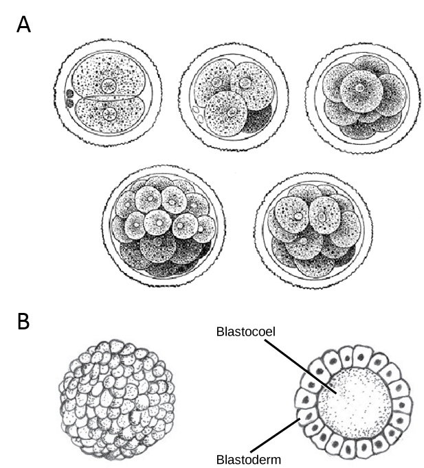 Animal Development I: Fertilization & Cleavage | Organismal Biology